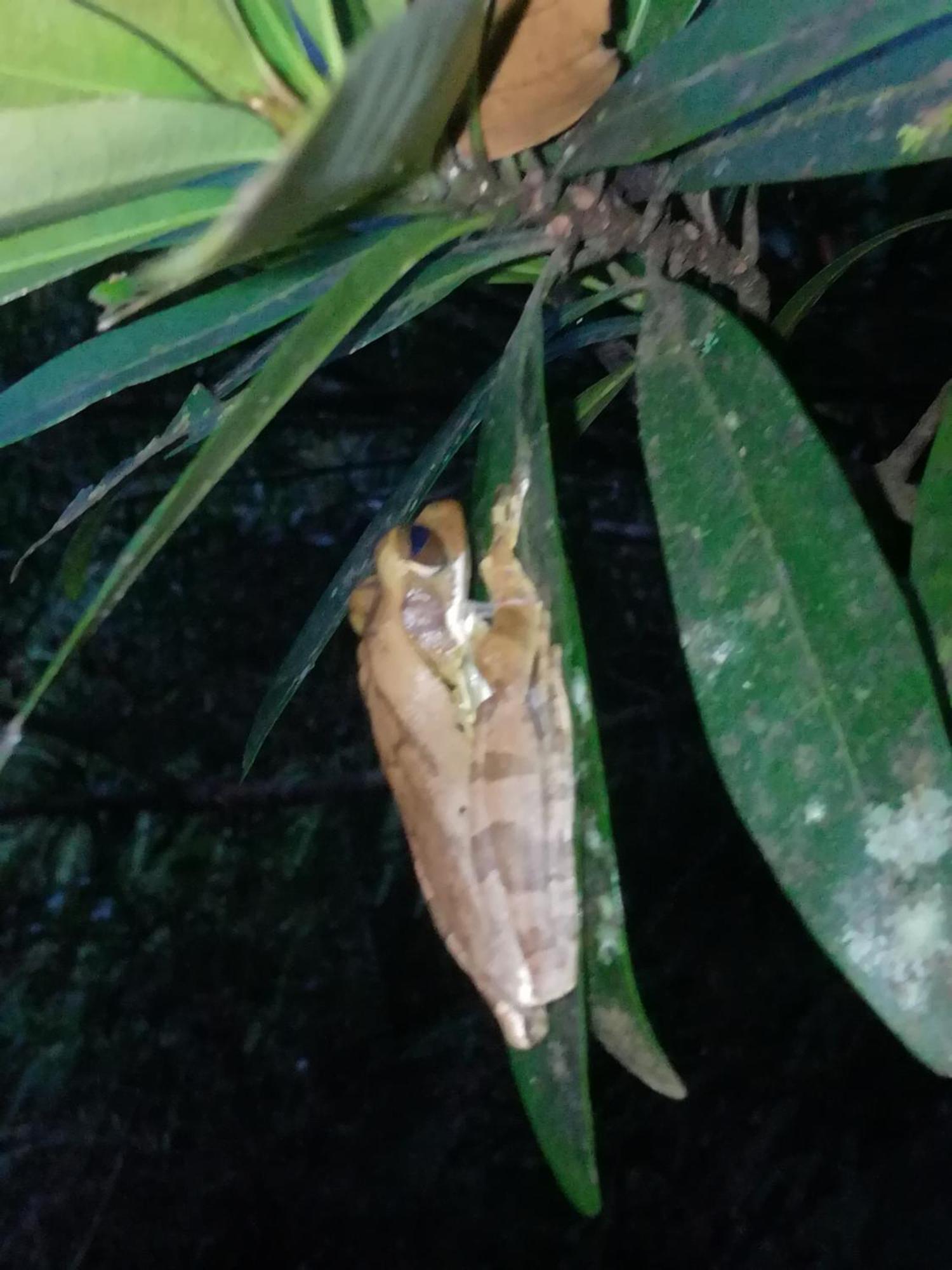 Sinharaja Vini Villa Deniyaya Bilik gambar