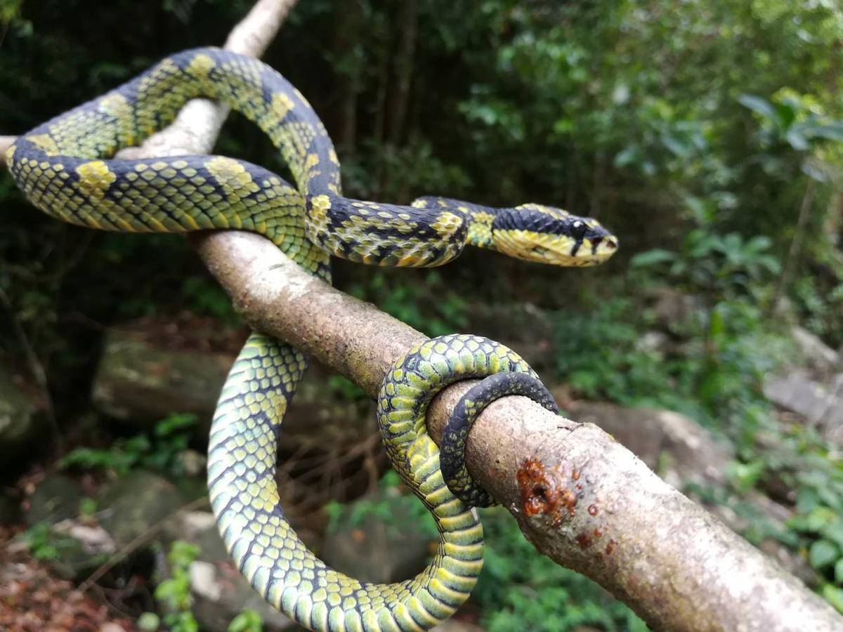 Sinharaja Vini Villa Deniyaya Luaran gambar