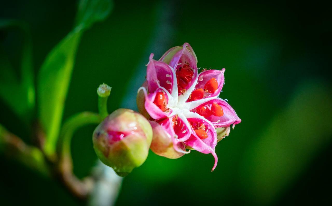 Sinharaja Vini Villa Deniyaya Luaran gambar